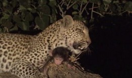 豹 在线观看,在线揭秘神秘豹王传奇